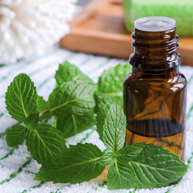 Peppermint Oil Uses and Benefits