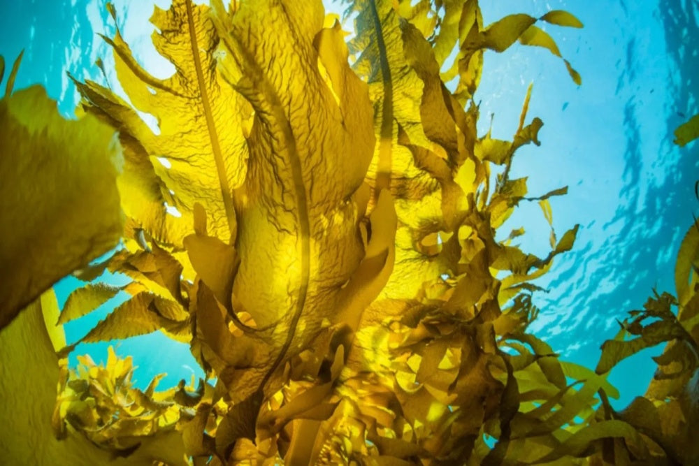 Harnessing the Power of Kelp Extract: A Natural Boost for Your Hair Health